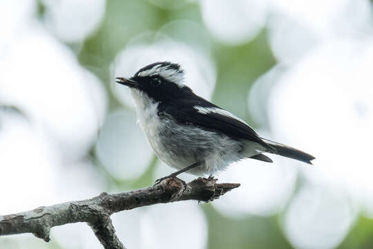 Image of Ficedula westermanni westermanni (Sharpe 1888)