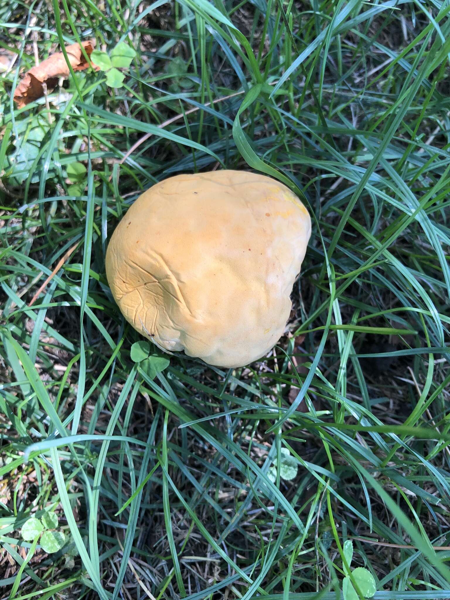 Image of Calvatia candida (Rostk.) Hollós 1902