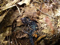 Image of Cumberland Plateau Salamander