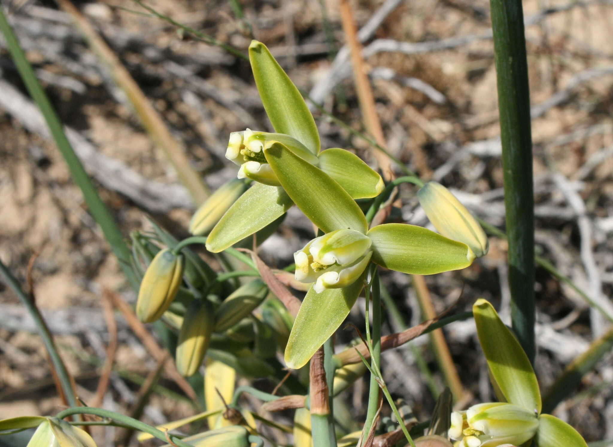 Imagem de Albuca paradoxa Dinter