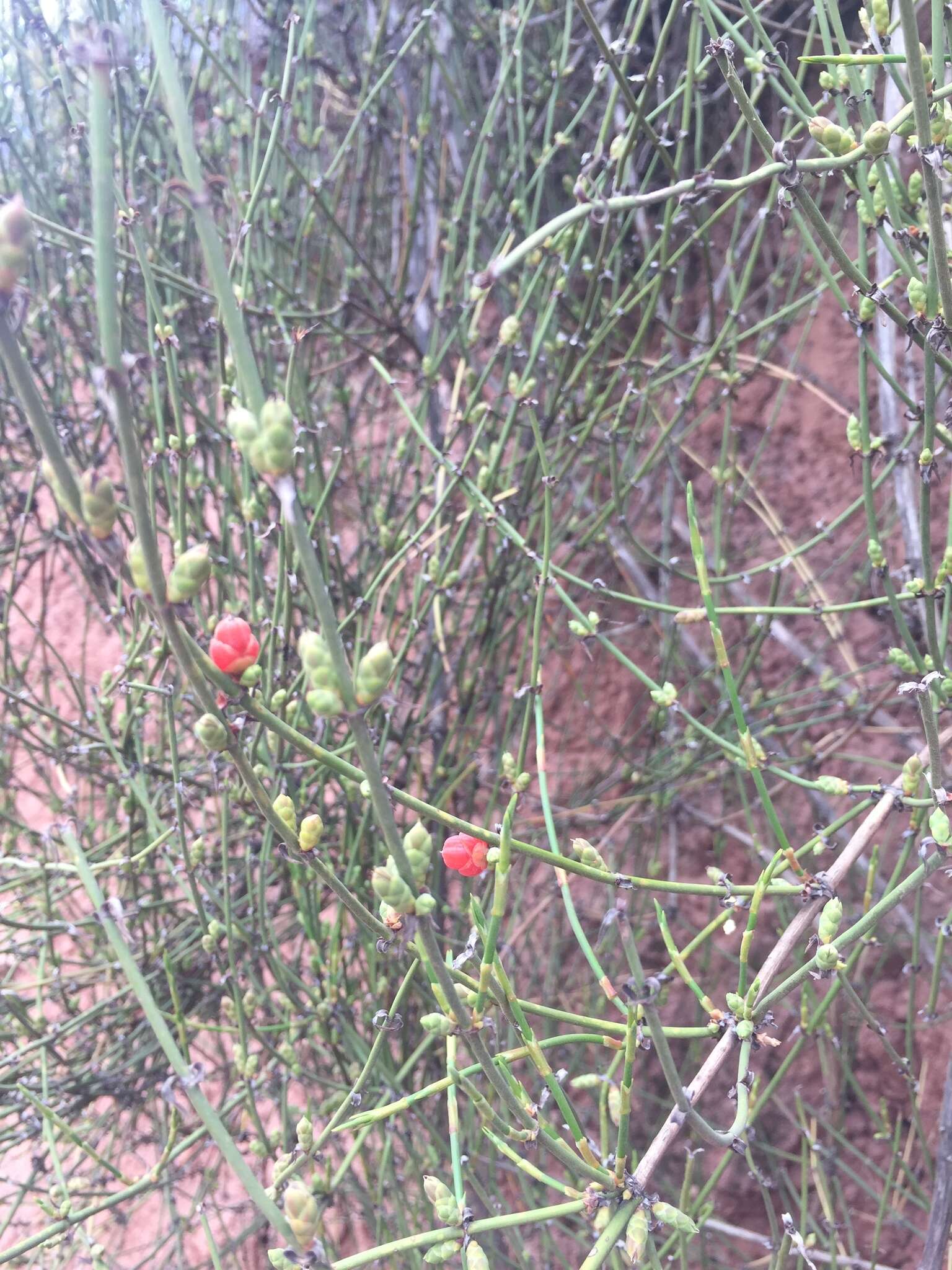 Image of Ephedra americana Humb. & Bonpl. ex Willd.