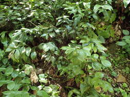 صورة Ruscus colchicus Yeo