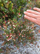 Image de Vaccinium myrsinites Lam.