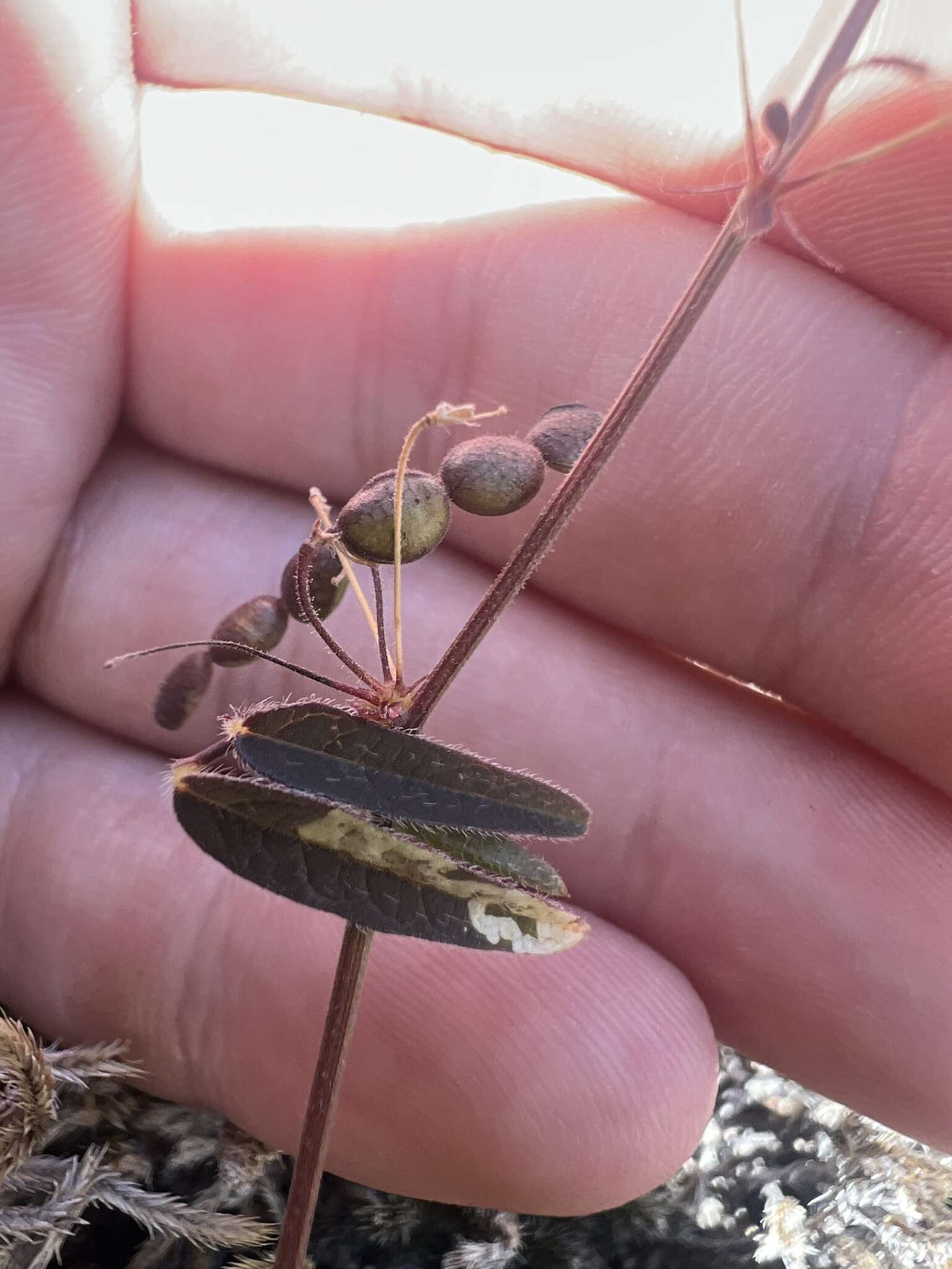 Image of Rose's ticktrefoil