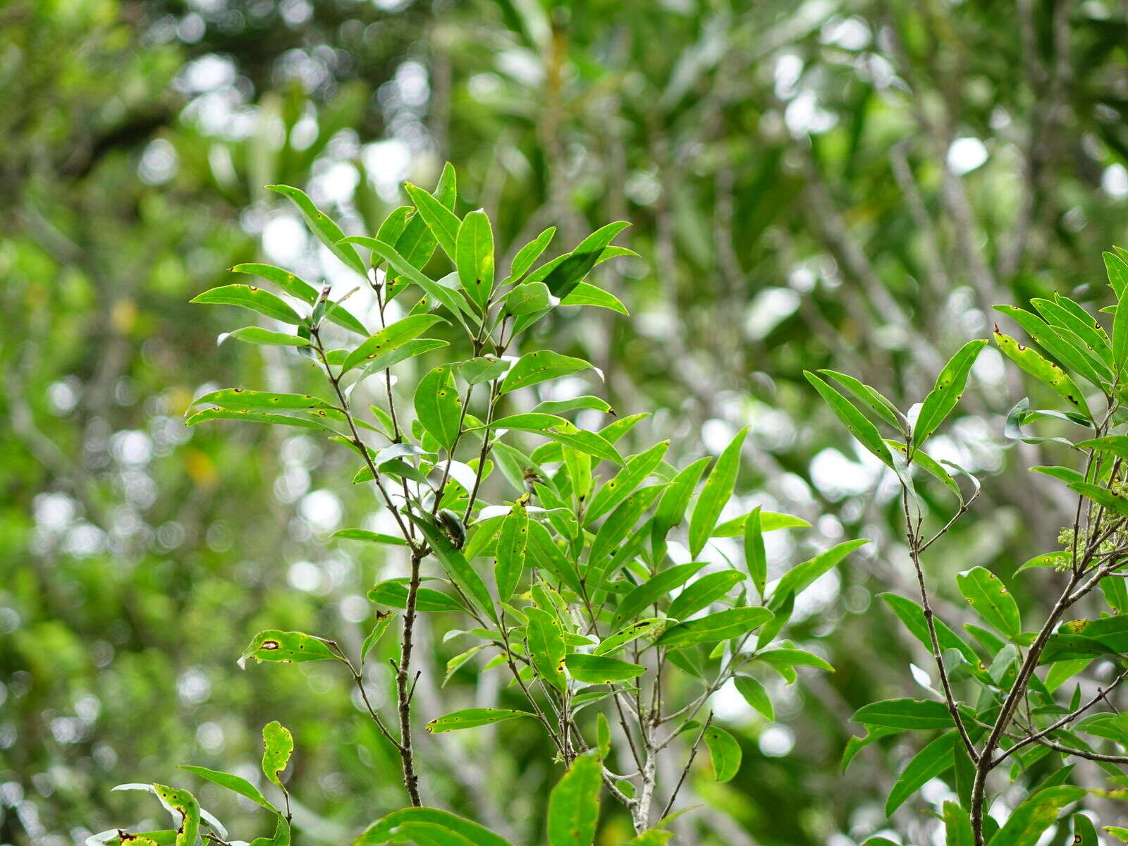 Image of Nestegis lanceolata (Hook. fil.) L. A. S. Johnson