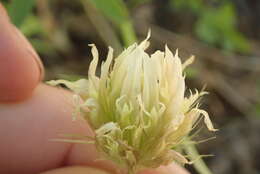 Image of Elmer's clover
