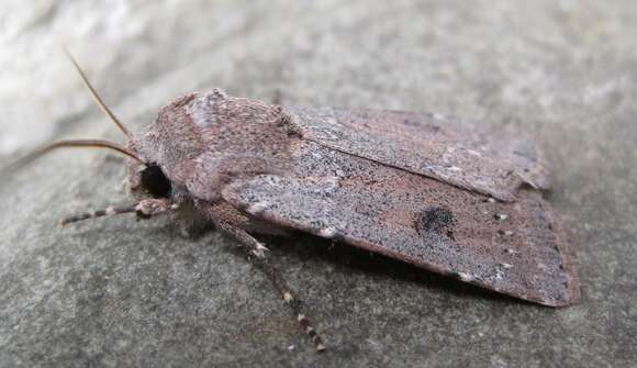 Image of Old Man Dart; Muted Dart (ssp. mutata); Spotted-legged Cutworm