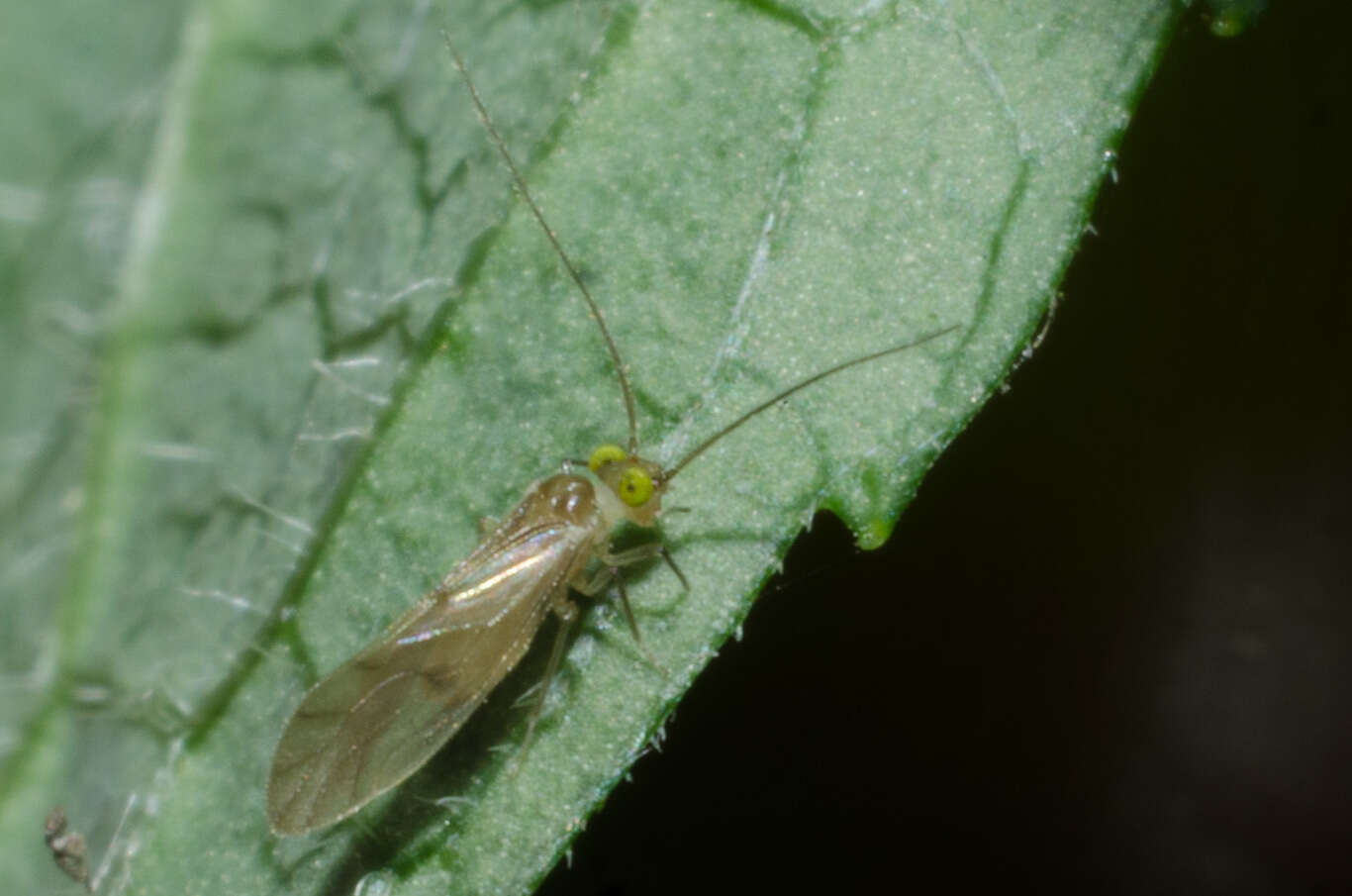 Xanthocaecilius quillayute (Chapman & P. J. 1930) resmi