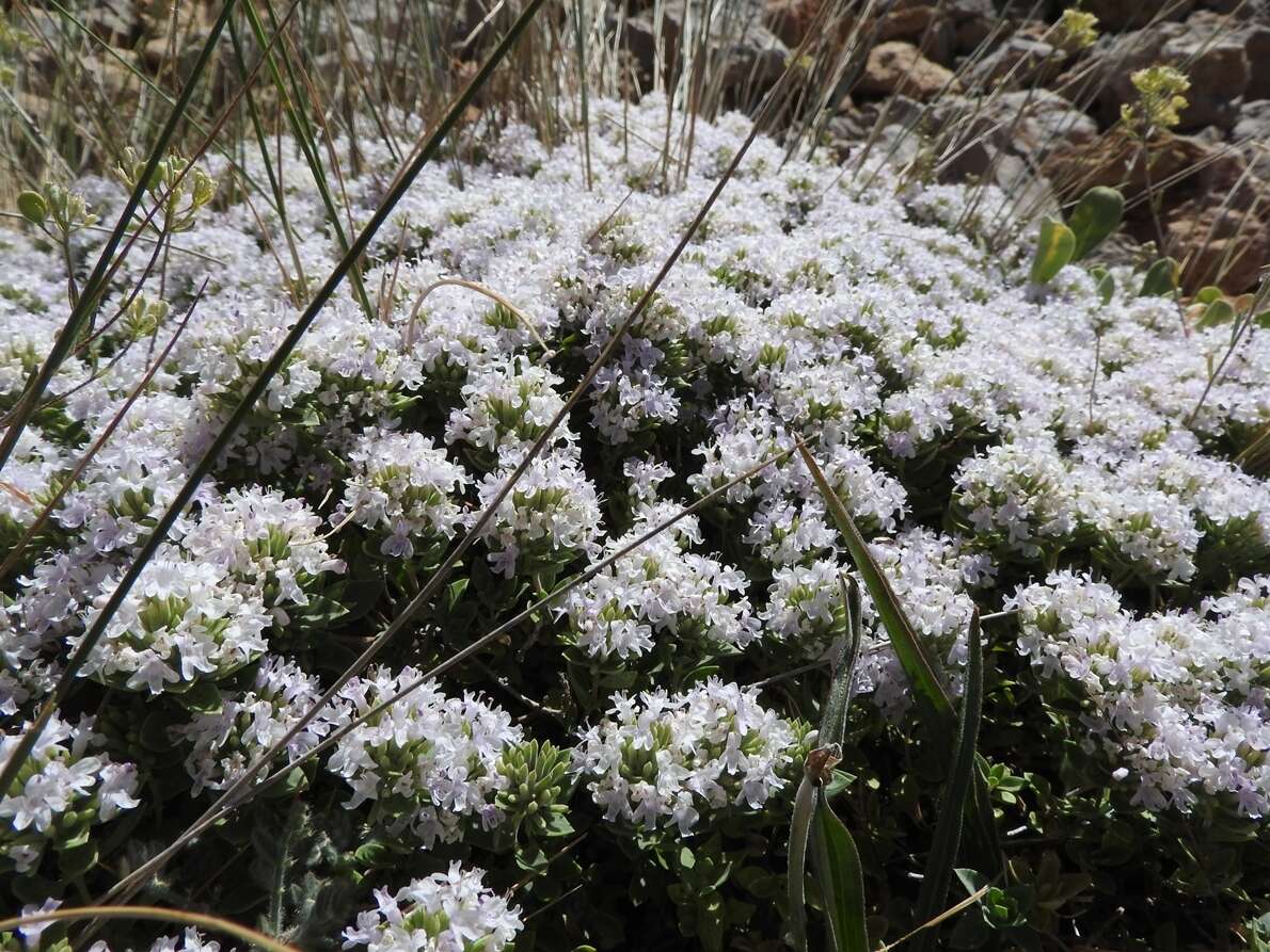 Ziziphora clinopodioides Lam. resmi