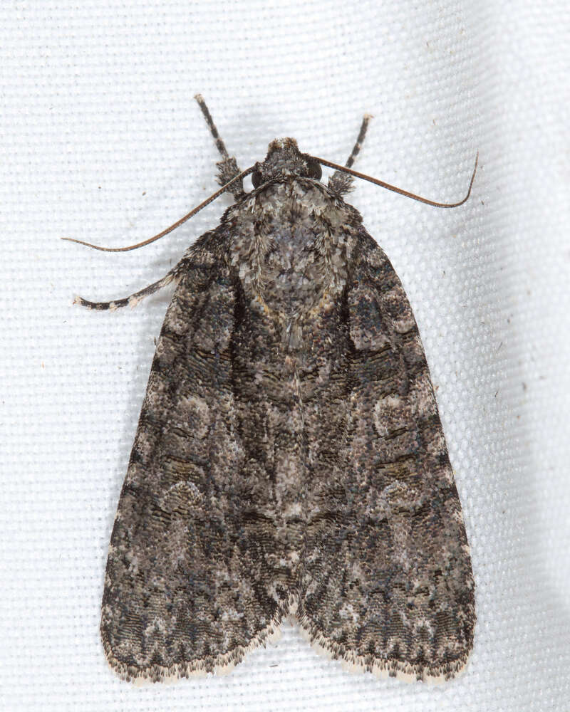 Image of Acronicta tristis Smith 1911