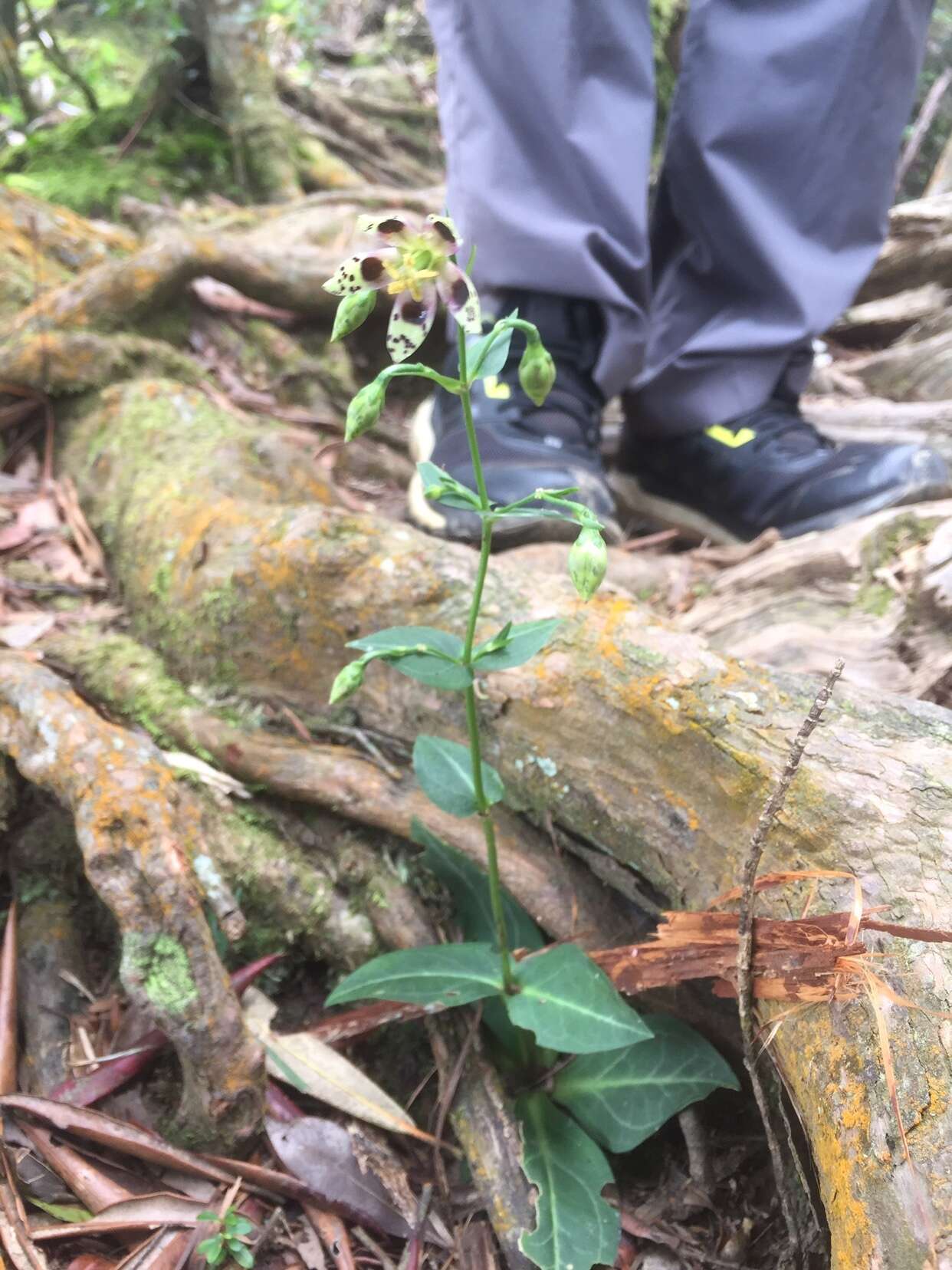 Image of Swertia shintenensis Hayata