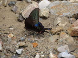 Image of <i>Papilio bianor thrasymedes</i>