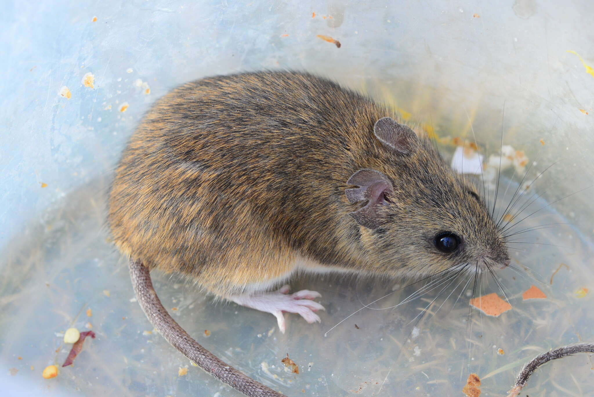 Слика од Micaelamys namaquensis (A. Smith 1834)