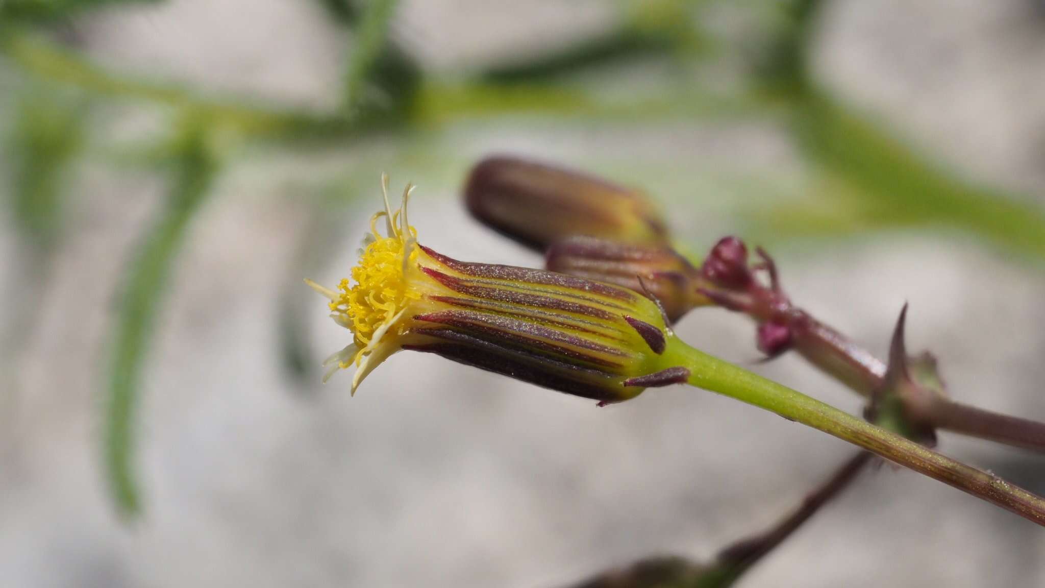 Image of Mojave ragwort