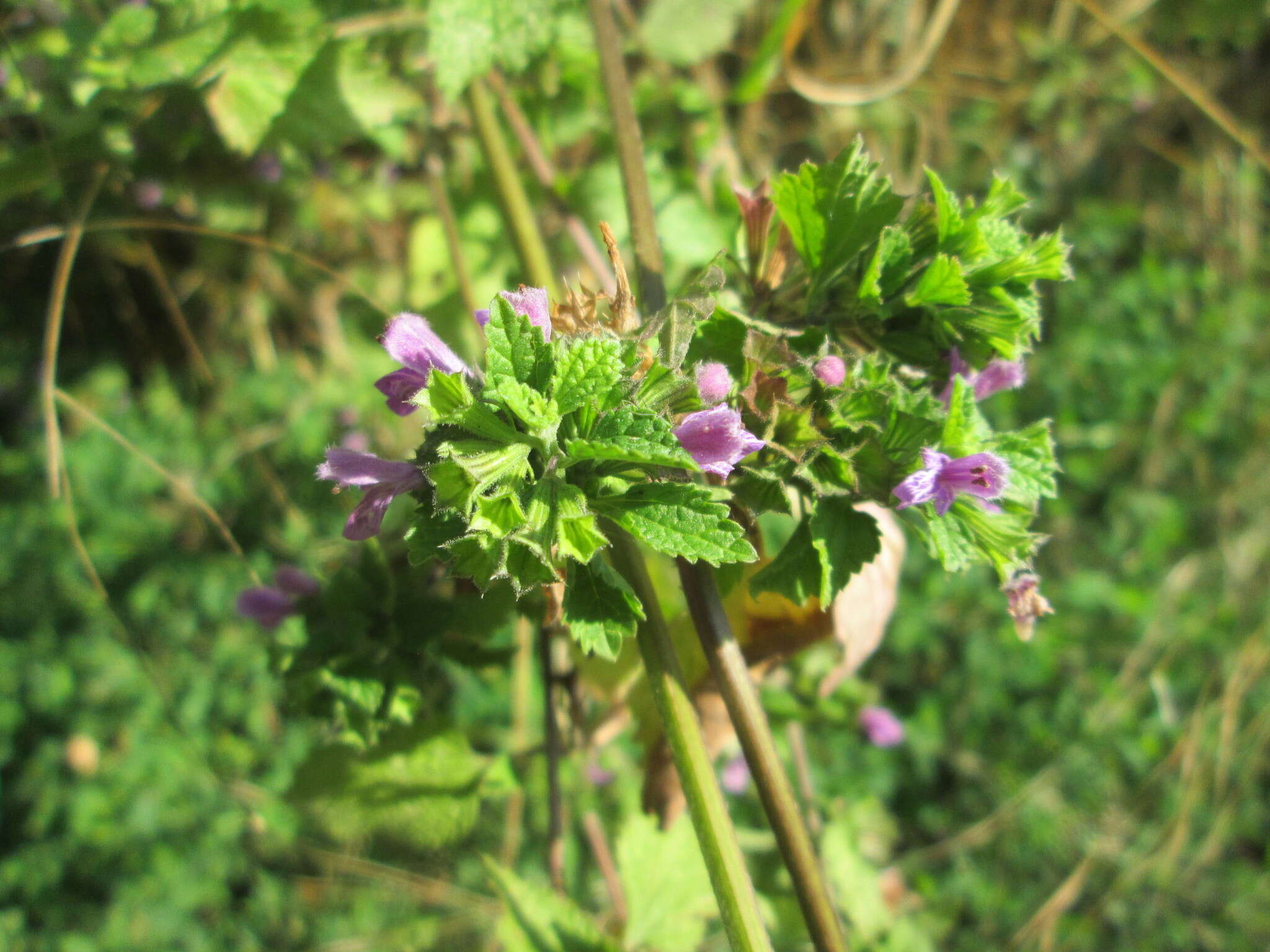 Image of Ballota nigra subsp. meridionalis (Bég.) Bég.