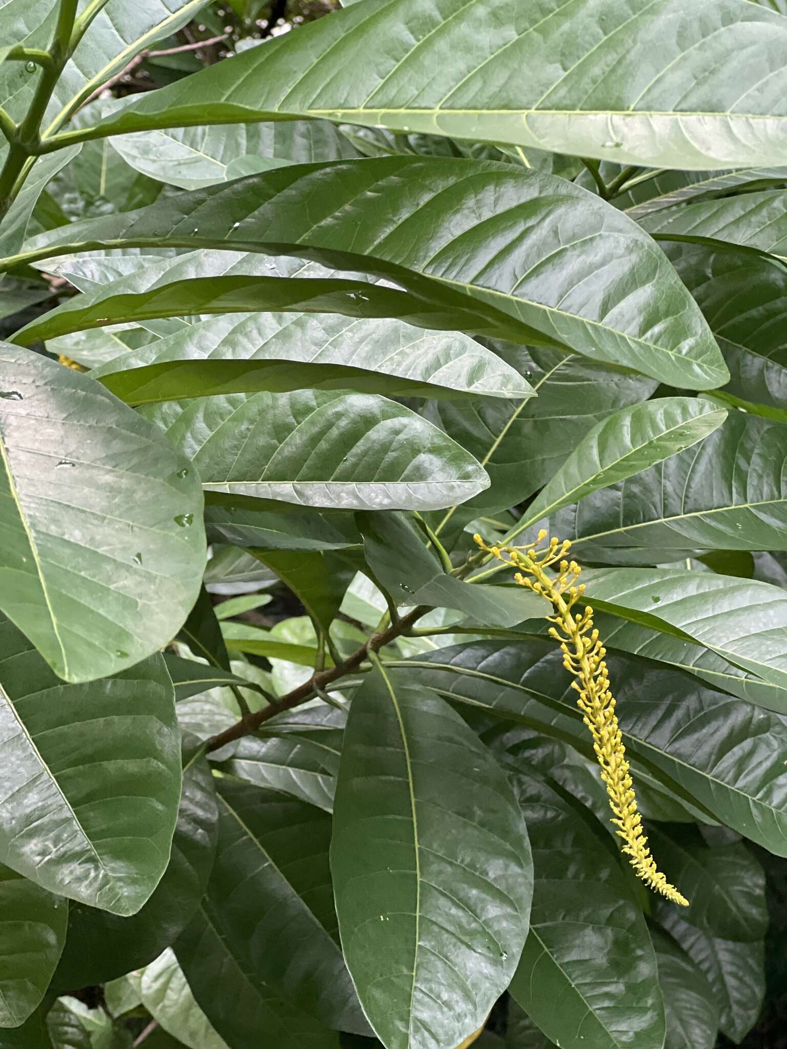 Image of Lophanthera lactescens Ducke