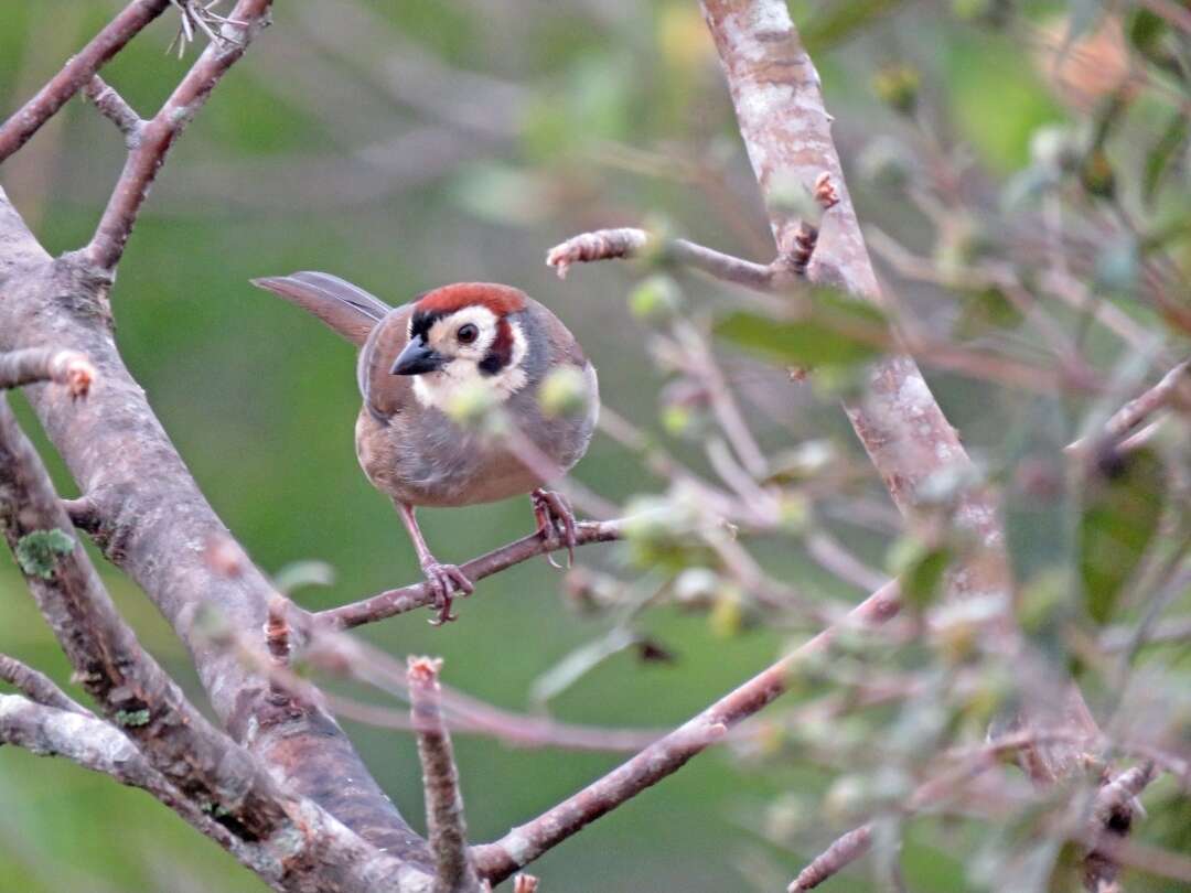 Image of Prevost's Ground Sparrow