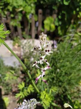 Image of field fumitory