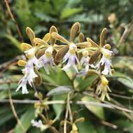 Image of Epidendrum exasperatum Rchb. fil.