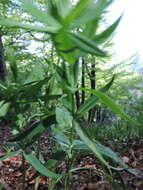 Слика од Polygonatum verticillatum (L.) All.