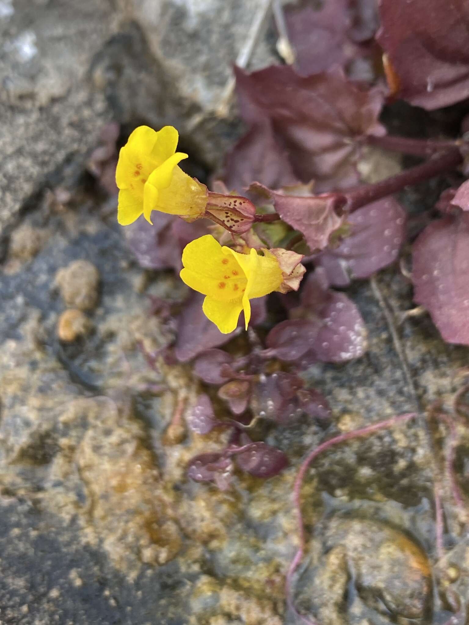 Image of Erythranthe inamoena (Greene) G. L. Nesom