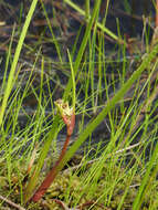 Image of pod-grass family