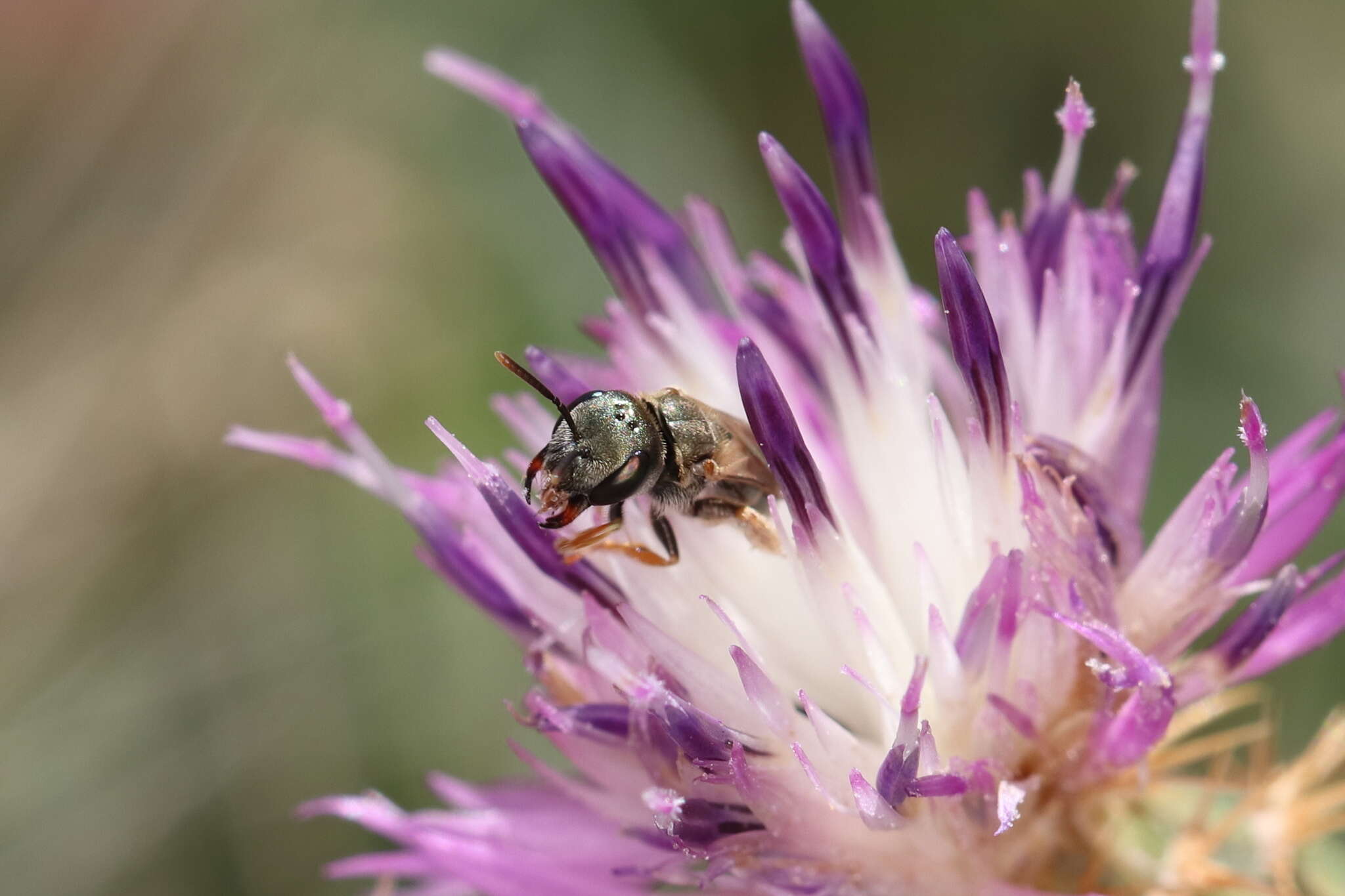 صورة Halictus gemmeus Dours 1872