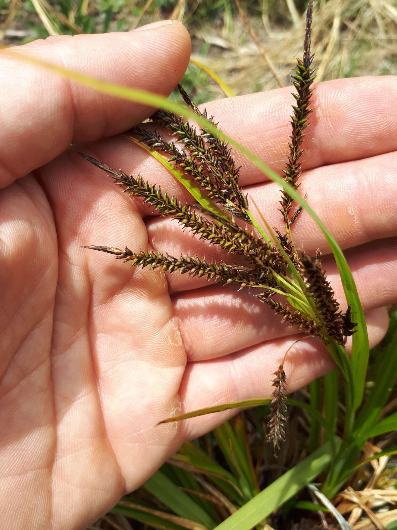 Image of Carex donnell-smithii L. H. Bailey