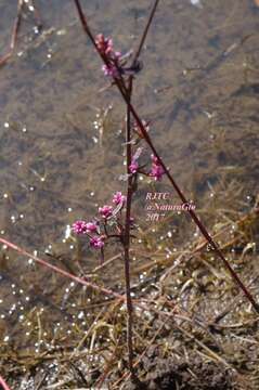 Image of field smartweed