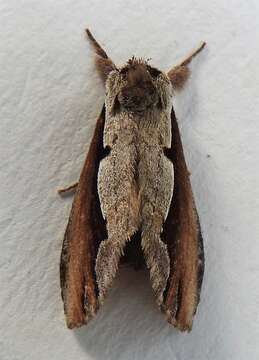 Image of Double-toothed Prominent