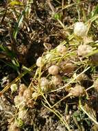 Trifolium bullatum Boiss. & Hausskn. resmi