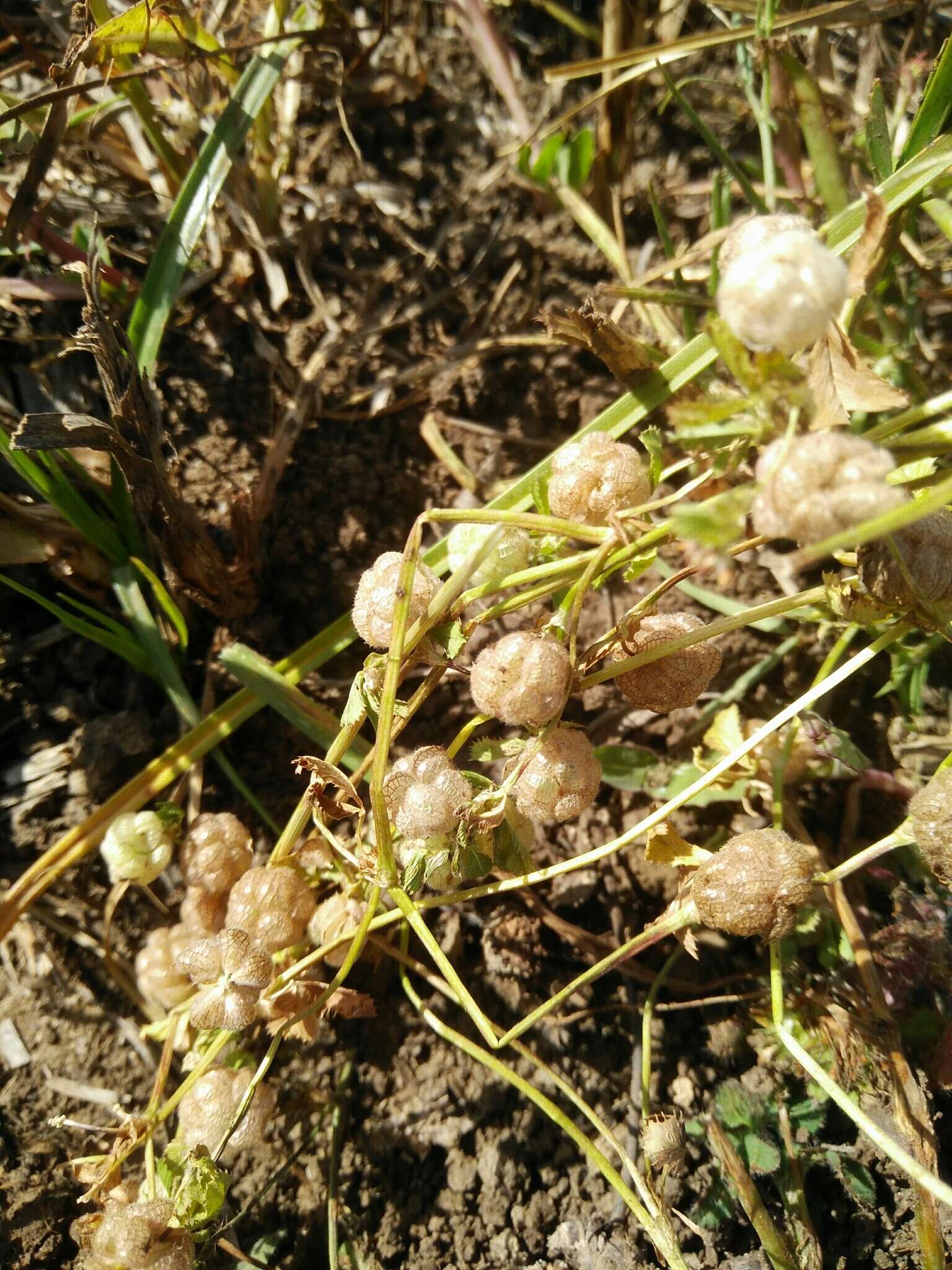 Trifolium bullatum Boiss. & Hausskn. resmi