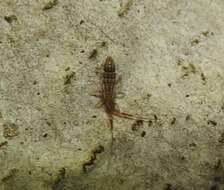 Image of hairy ground springtail