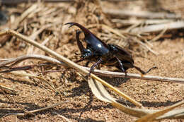 Image of Xylotrupes sumatrensis Minck 1920