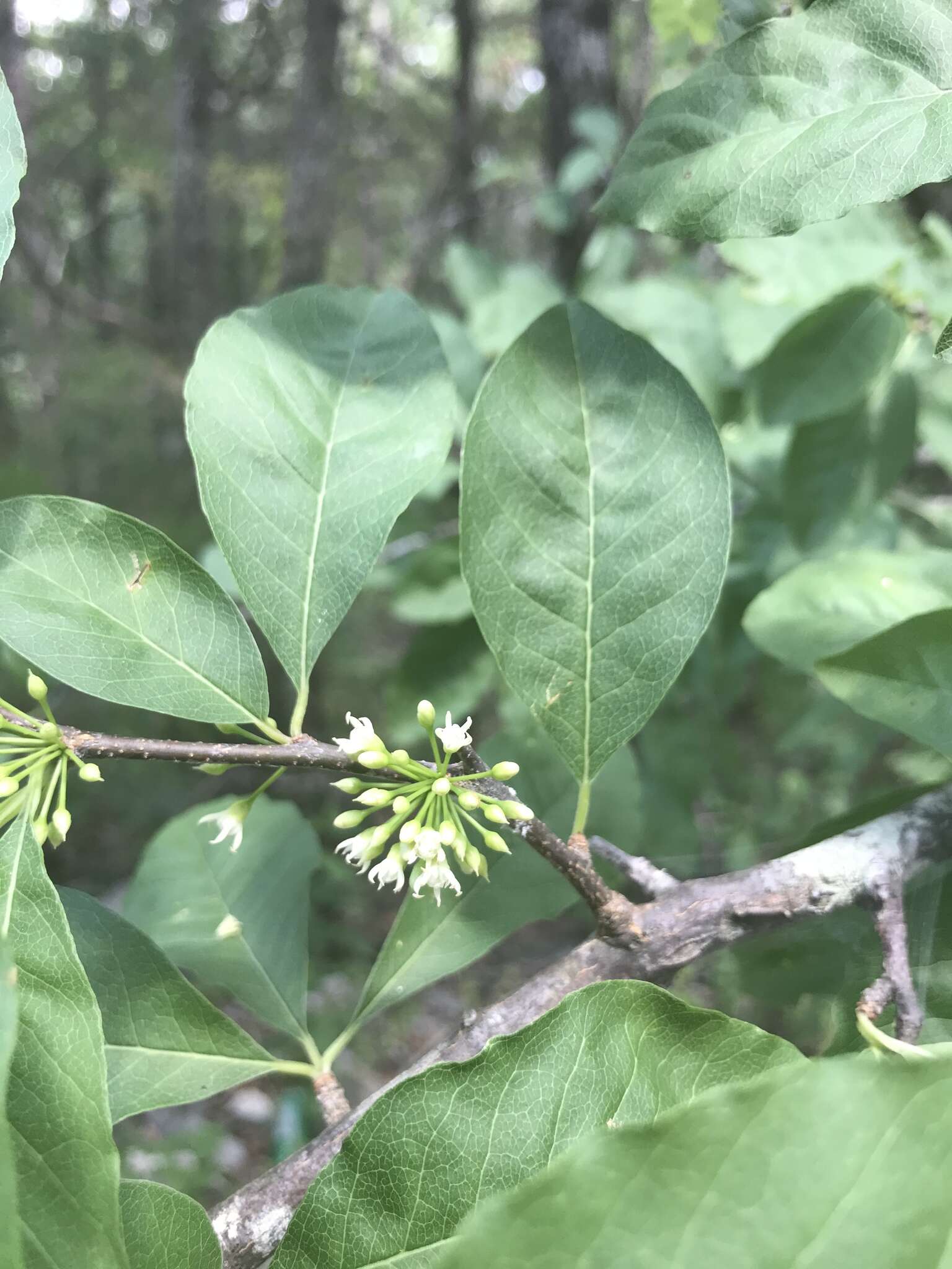 Image of buckthorn bully