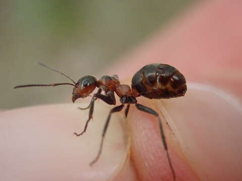 Image of Black-backed meadow ant