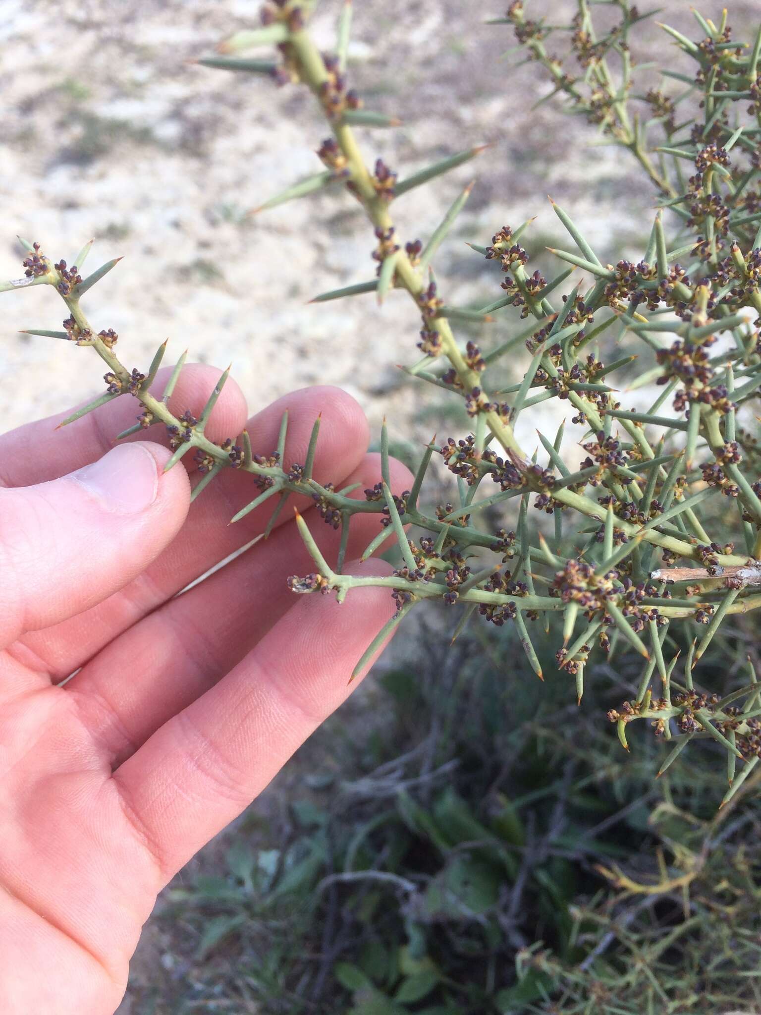 Image of Daviesia genistifolia Benth.