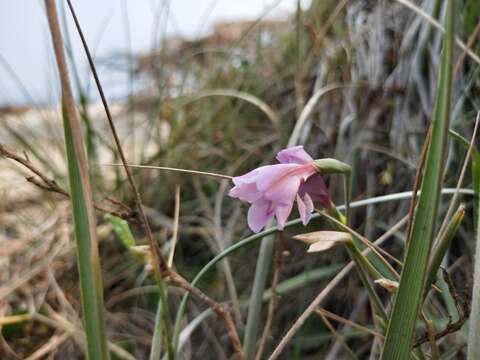 Image of coastal gladiolus