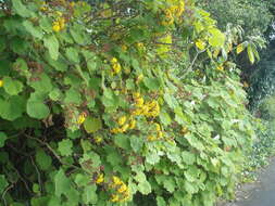 Image of velvet groundsel