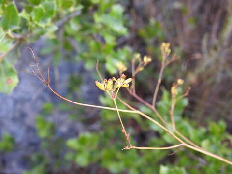 Bupleurum rigidum subsp. paniculatum (Brot.) H. Wolff resmi