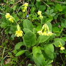 Image of Primula elatior subsp. pseudoelatior (Kuzn.) W. W. Sm. & Forrest