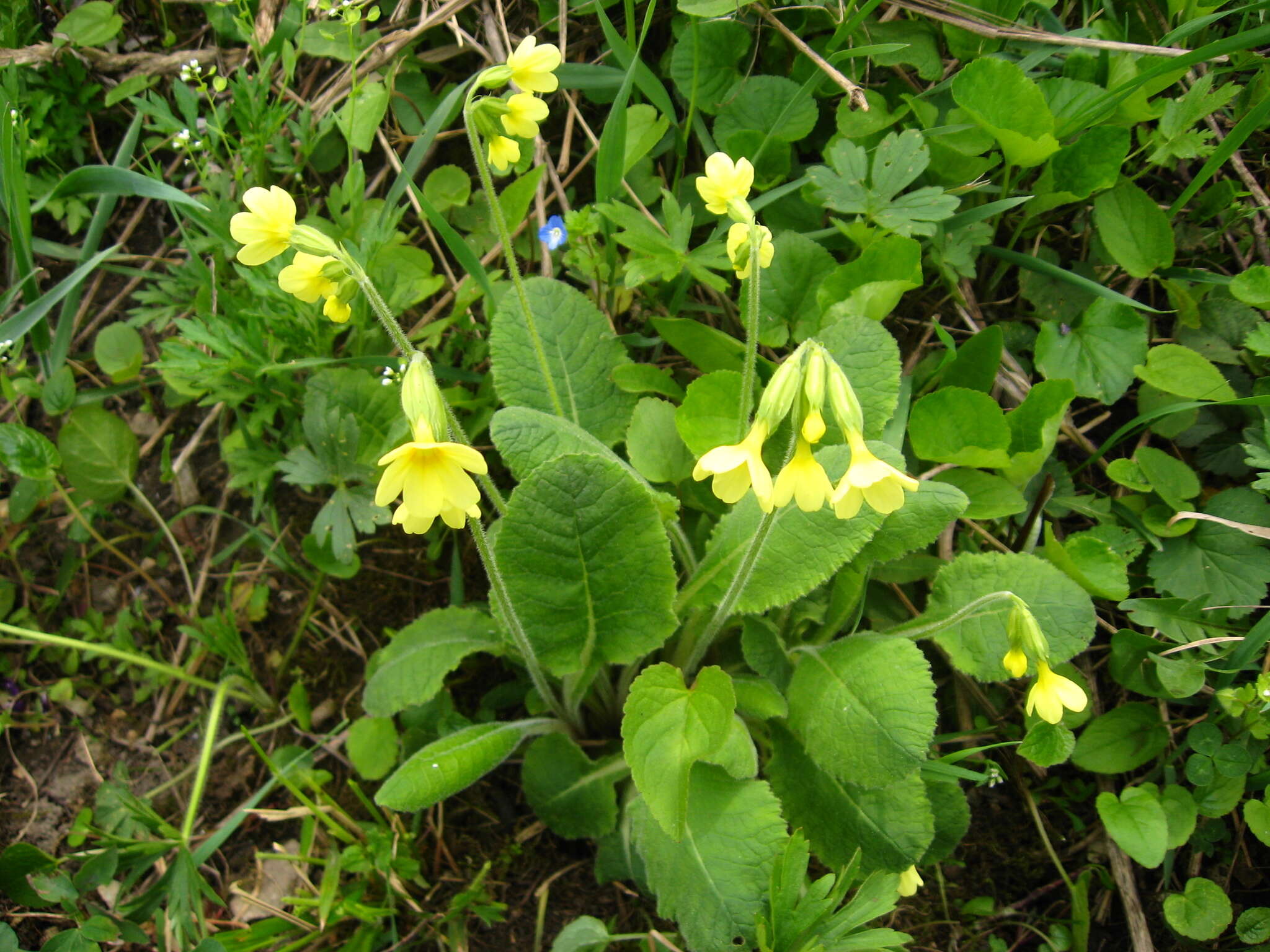 Image of Primula elatior subsp. pseudoelatior (Kuzn.) W. W. Sm. & Forrest