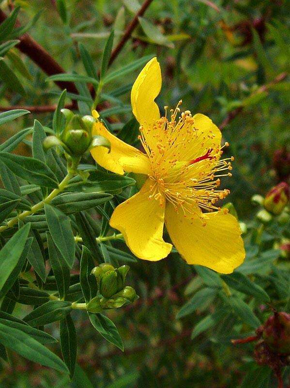 Image de Hypericum revolutum subsp. revolutum