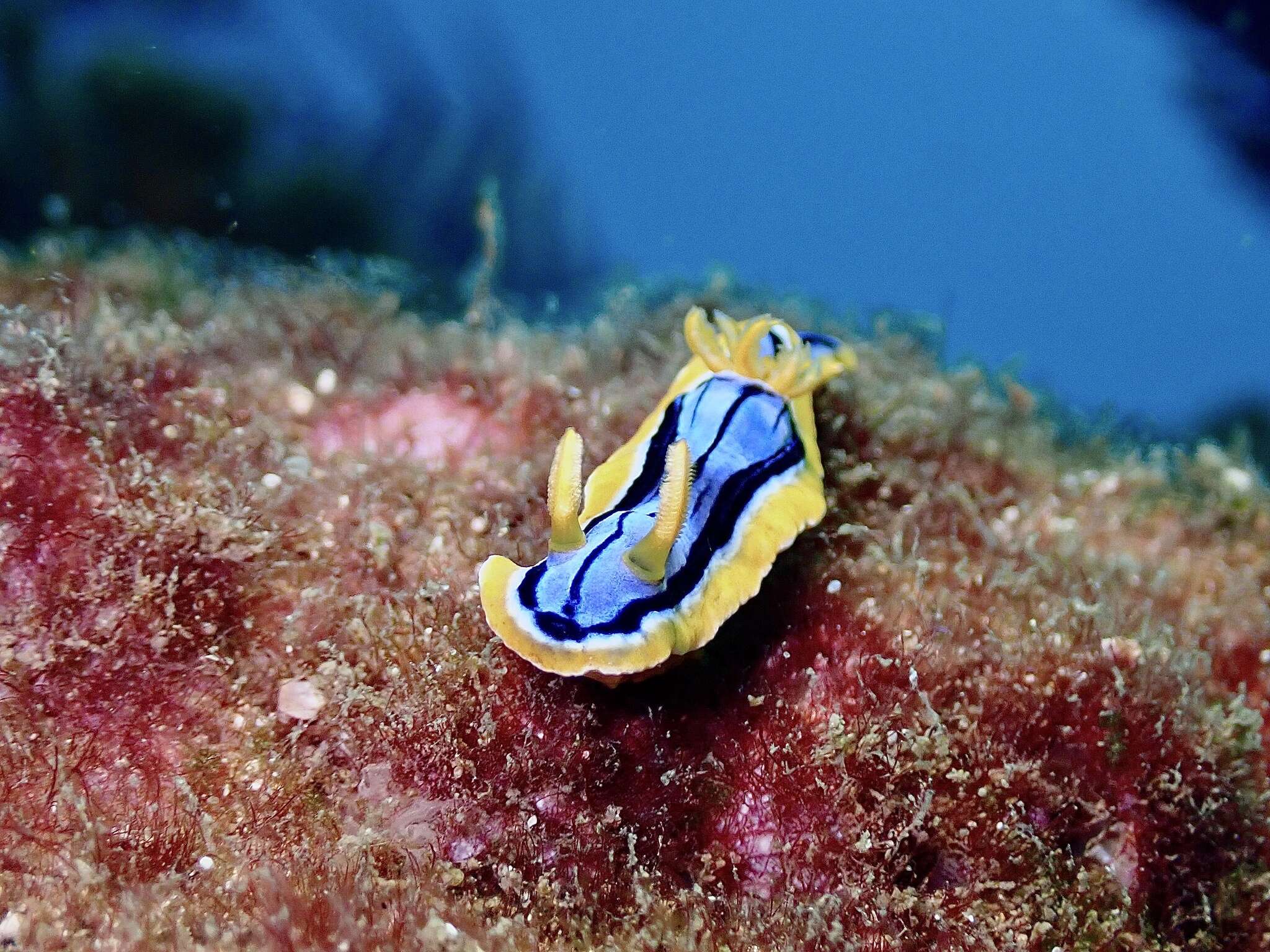 Image of Chromodoris elisabethina Bergh 1877