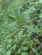 Image of Fragile-Stem American-Aster