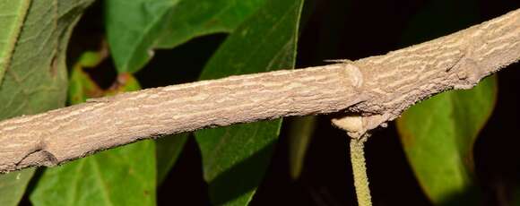 Image of Croton suberosus Kunth