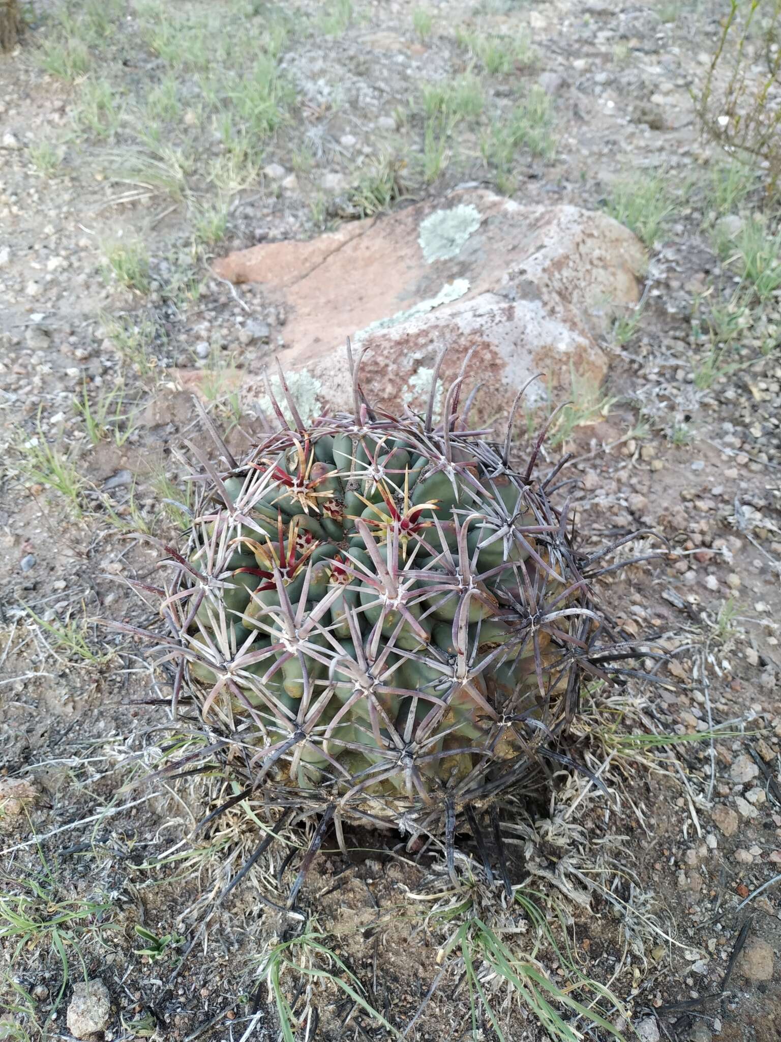 Image of Sclerocactus uncinatus subsp. crassihamatus (F. A. C. Weber) N. P. Taylor