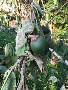 Image of Solanum sycophanta Dun.