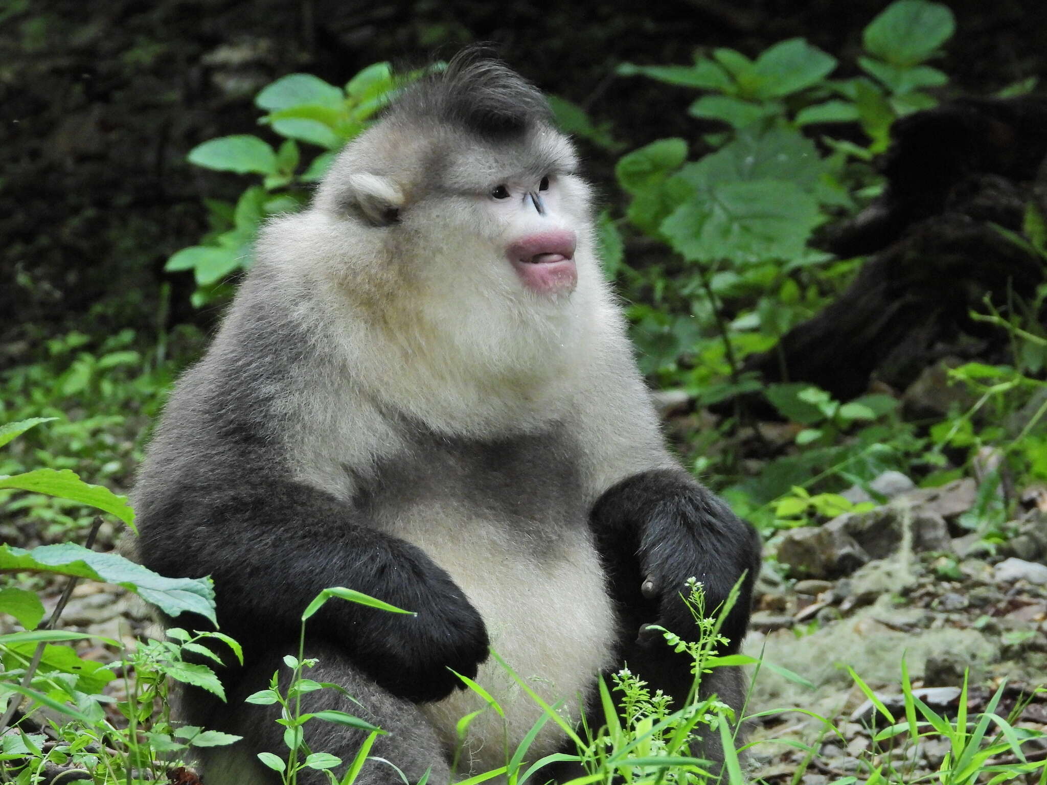 Image of Black Snub-nosed Monkey