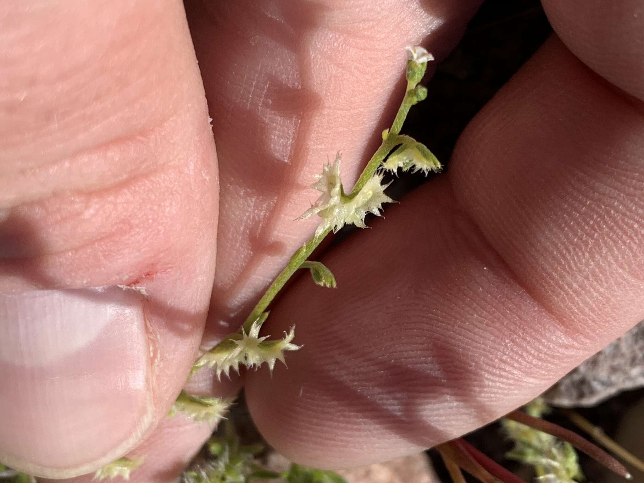 Image of broadfruit combseed